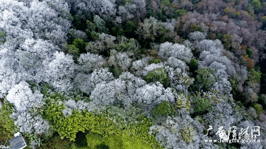 隆林金钟山壮美冰景