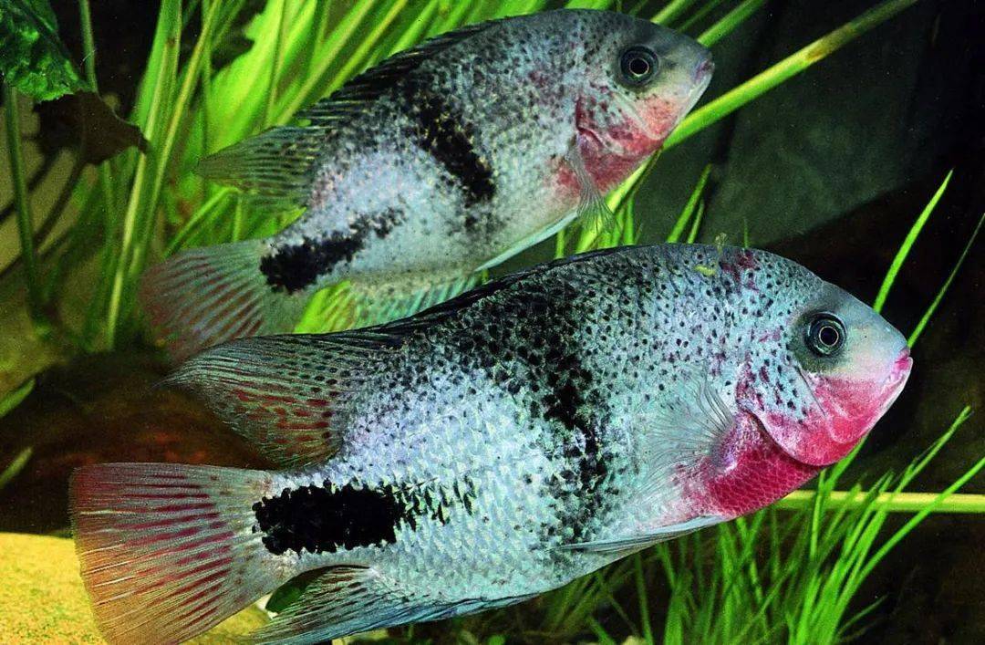 中南美洲慈鲷图鉴合集(central&south american cichlid)