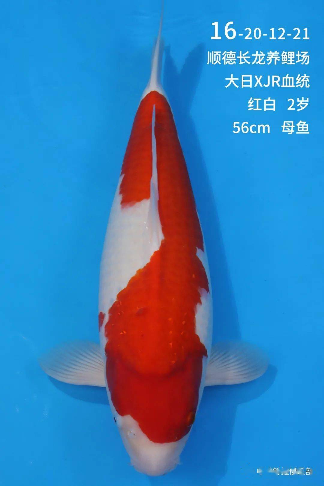 正在直播长龙养鲤场池扬拍卖会即将开始