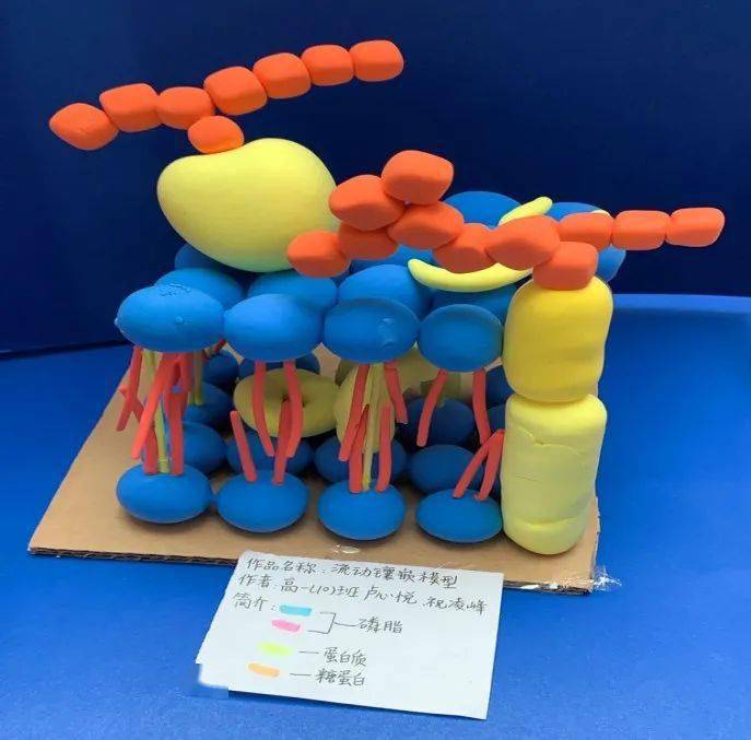 展生命之美——记广东二师番禺附中高一年级生物学科细胞模型制作大赛