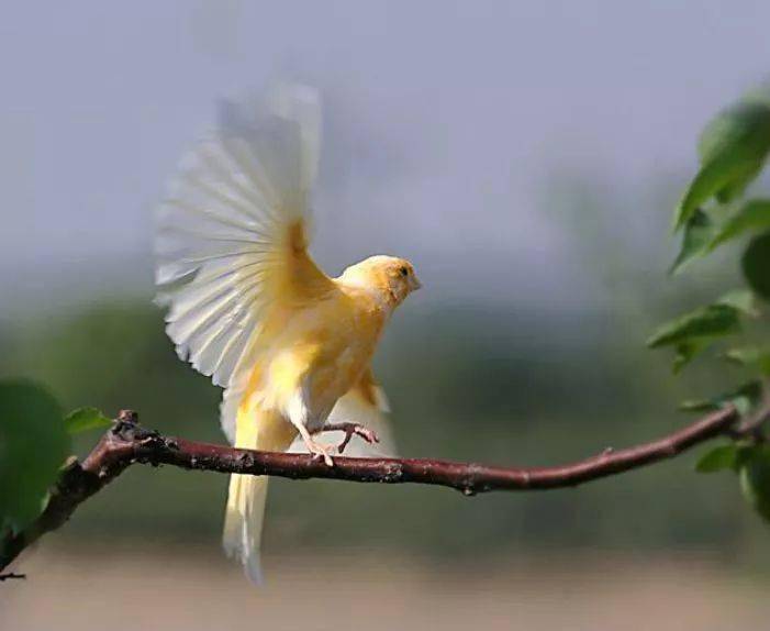 鳥友匯芙蓉鳥叫口的那些事