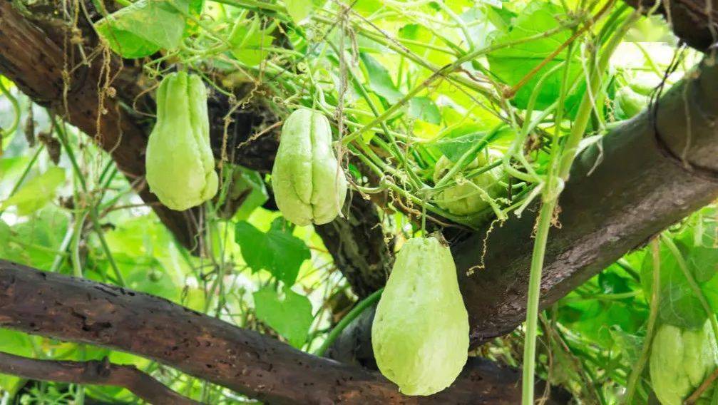 14元一斤这种瓜可采收半年放2个月都不烂全国适种