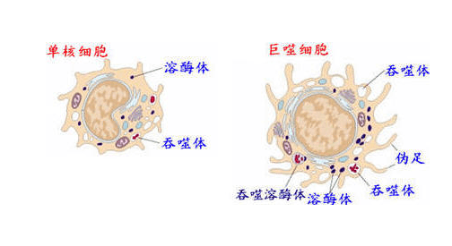 炎症的自述：发生、机理和结局_组织