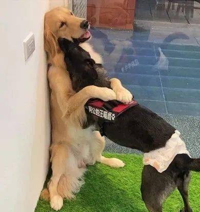 萌宠满地狗粮金毛被它壁咚拥吻娇羞甜笑路人看傻眼