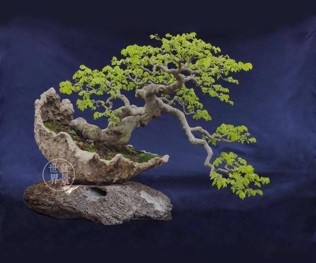 张志刚:松石造景 风骨传神——将高雅融入生活_盆景