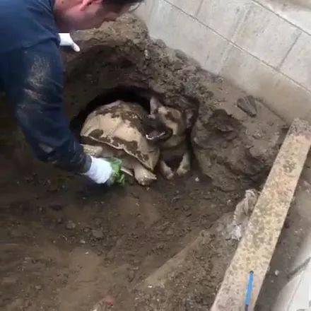 女子称自己的丈夫和家里的狗乌龟全卡在地洞里了消防员赶到一看笑喷了