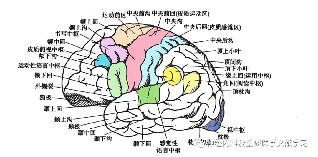 大脑皮层功能区示意图图片
