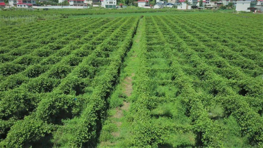 寻雄新农丨黄金果带来致富新希望南雄这个地方扬眉吐气了