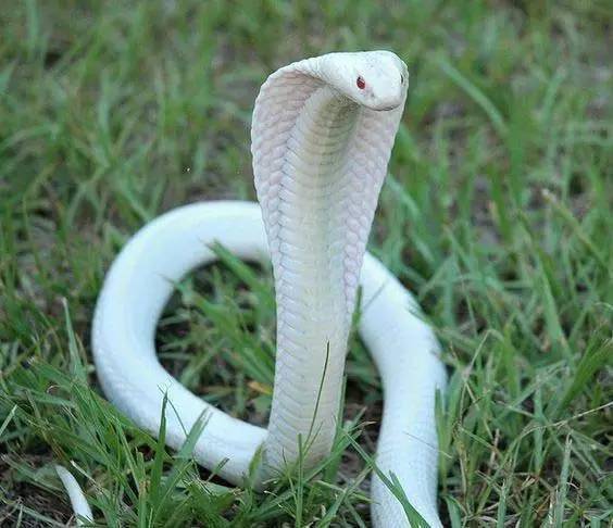 世界上真的有蛇吗可爱图片