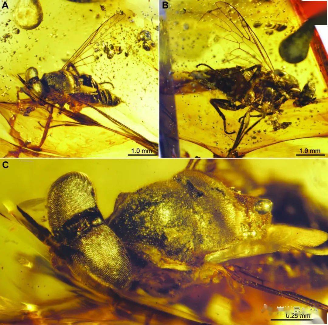 关于木虻科生物学的了解很少,其幼虫有时见于倒木