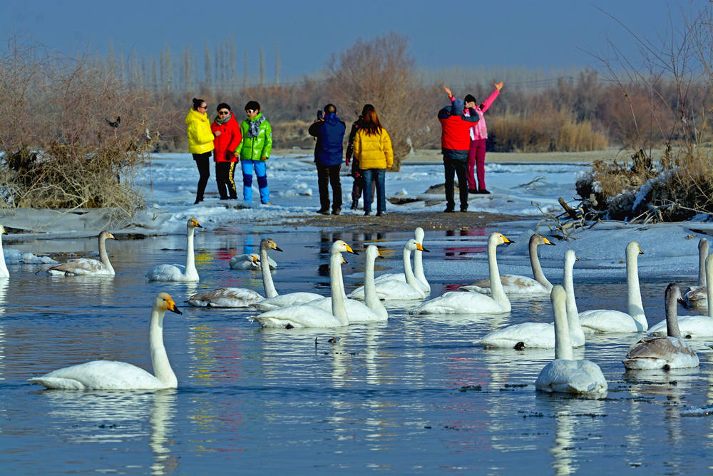 新疆焉耆垦区湿地生态环境持续改善