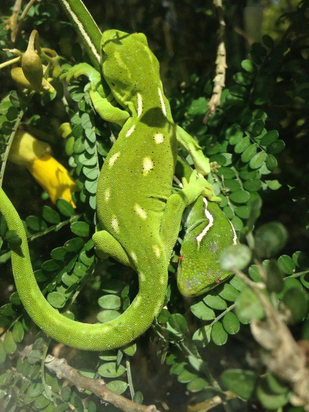 从瑞士爬友的"荧光黄"新西兰绿树守宫说起,浅谈这些爬圈"神物"的基因