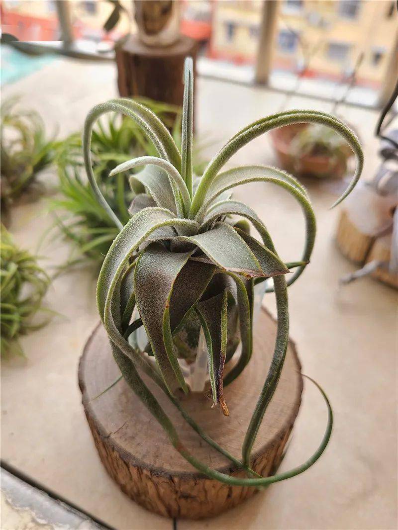 雨林子弹杂花中花 348