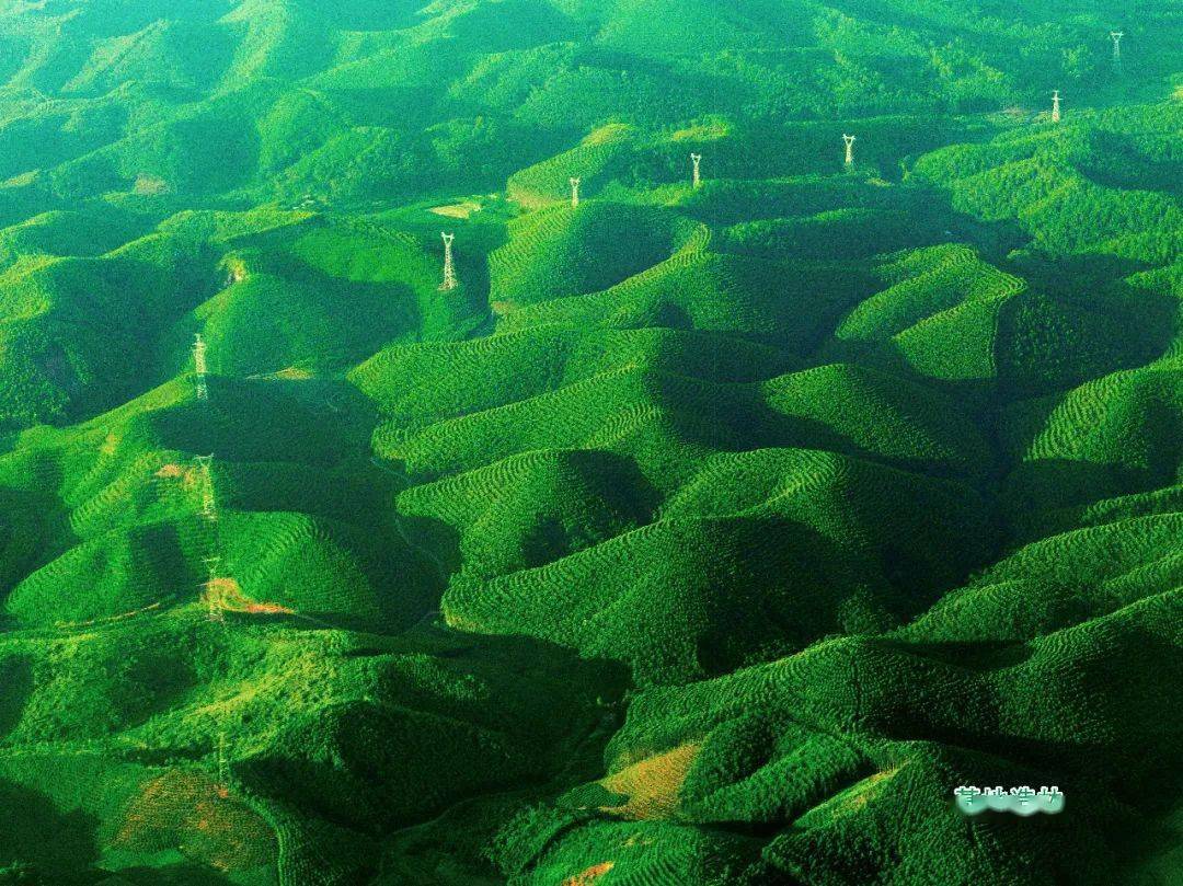 媒体宣传中国绿色时报广西国有七坡林场