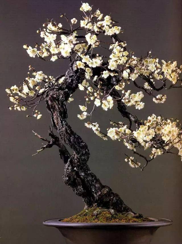 色,香,形均佳的梅花盆景要这样养护,保证干老花艳味香