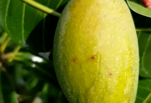 芒果成熟后出现红点黑斑是怎么回事