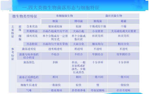 常见微生物菌落形态特征