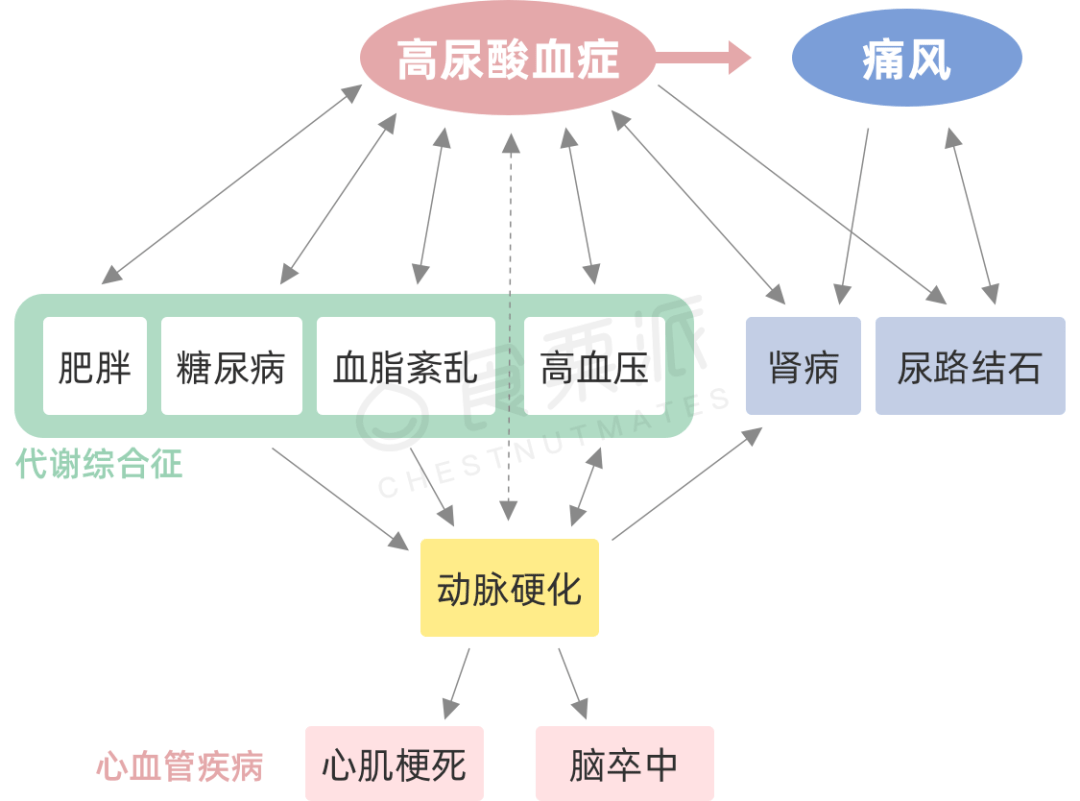 其他疾病(如慢性肾病)或药物所致●尿酸生成过多,代谢不足,造成尿酸