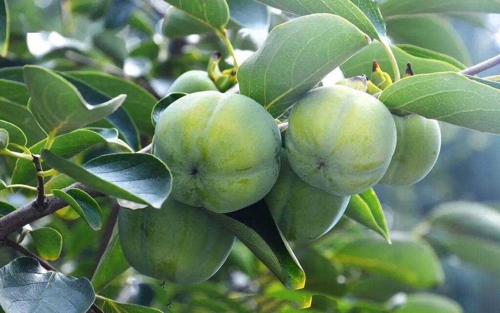 这种水果比苹果还有营养,它是秋冬专属,错过等一年_柿子