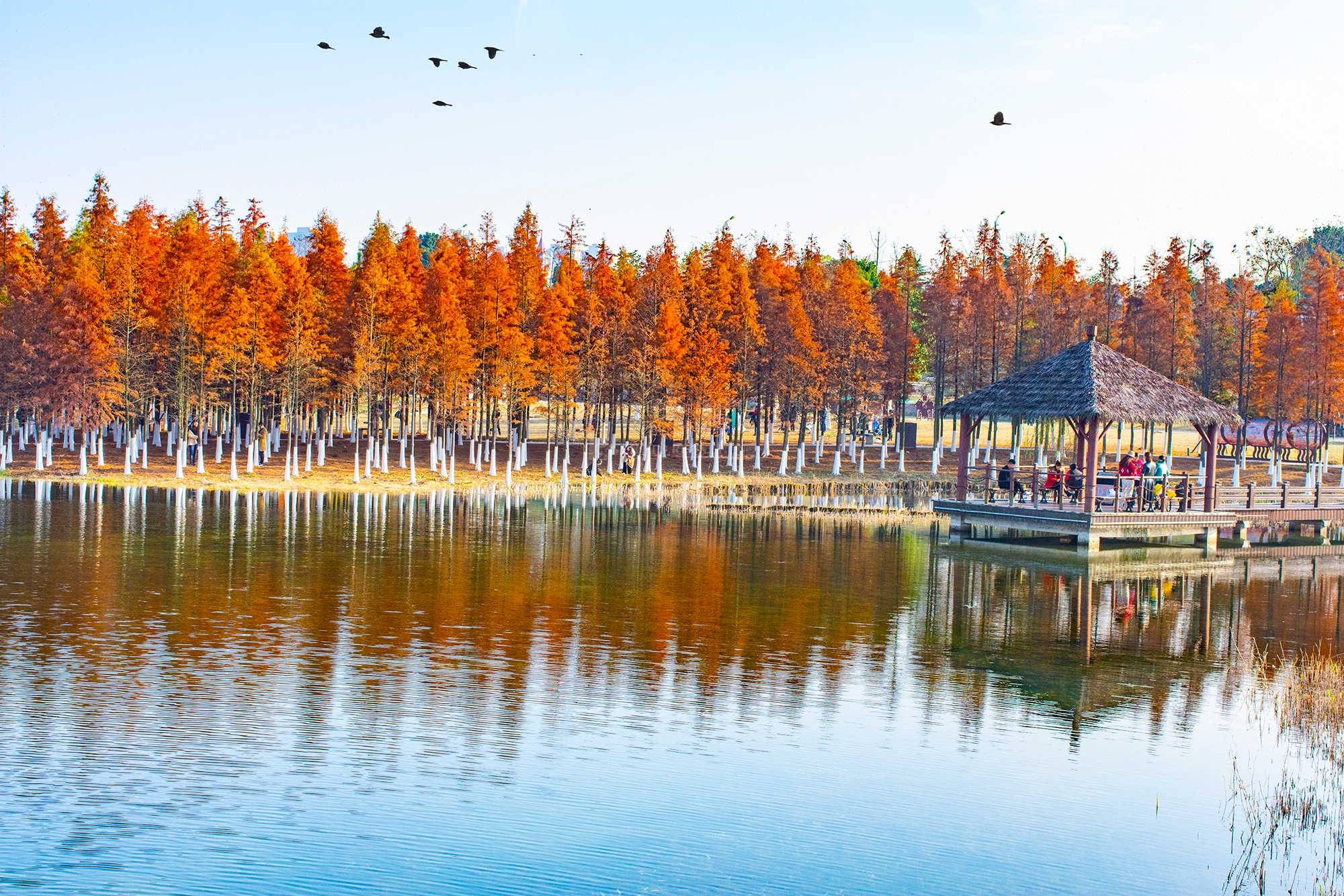 这片燃烧的火焰是长沙冬天最美的颜值