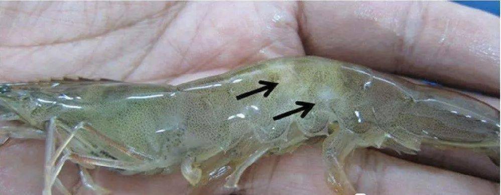 因为它不仅是对虾不能适应养殖环境的信号,更是对虾有可能暴发病害的