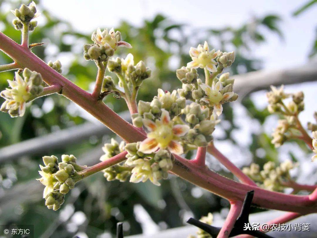 學會這些芒果花期管理小技巧後期高產穩產少不了