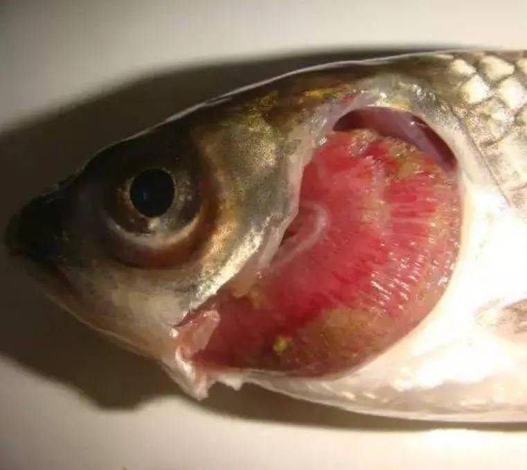 收藏本文,帮您快速诊断所有常见鱼病!_肠道