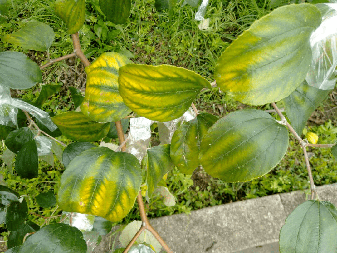 大青枣冬季如何枣管理