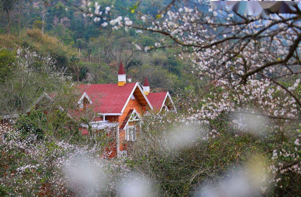 人氣推薦2020年第九屆天露山梅花節賞高山寒梅國恩寺祈福