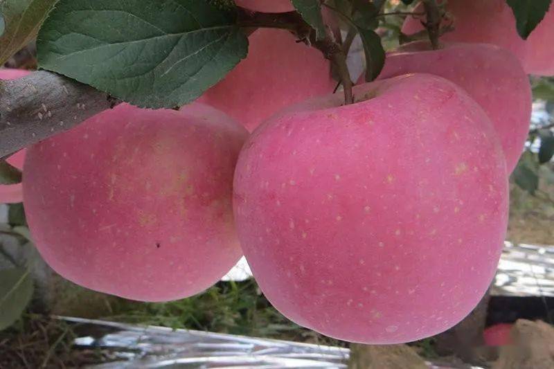 短枝红富士优点这么多这些短枝富士值得推荐