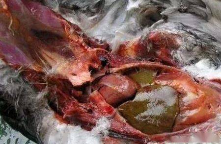 鸽子副伤寒防治措施这种情况一般是伴有毛滴虫和真菌问题,所以用完副