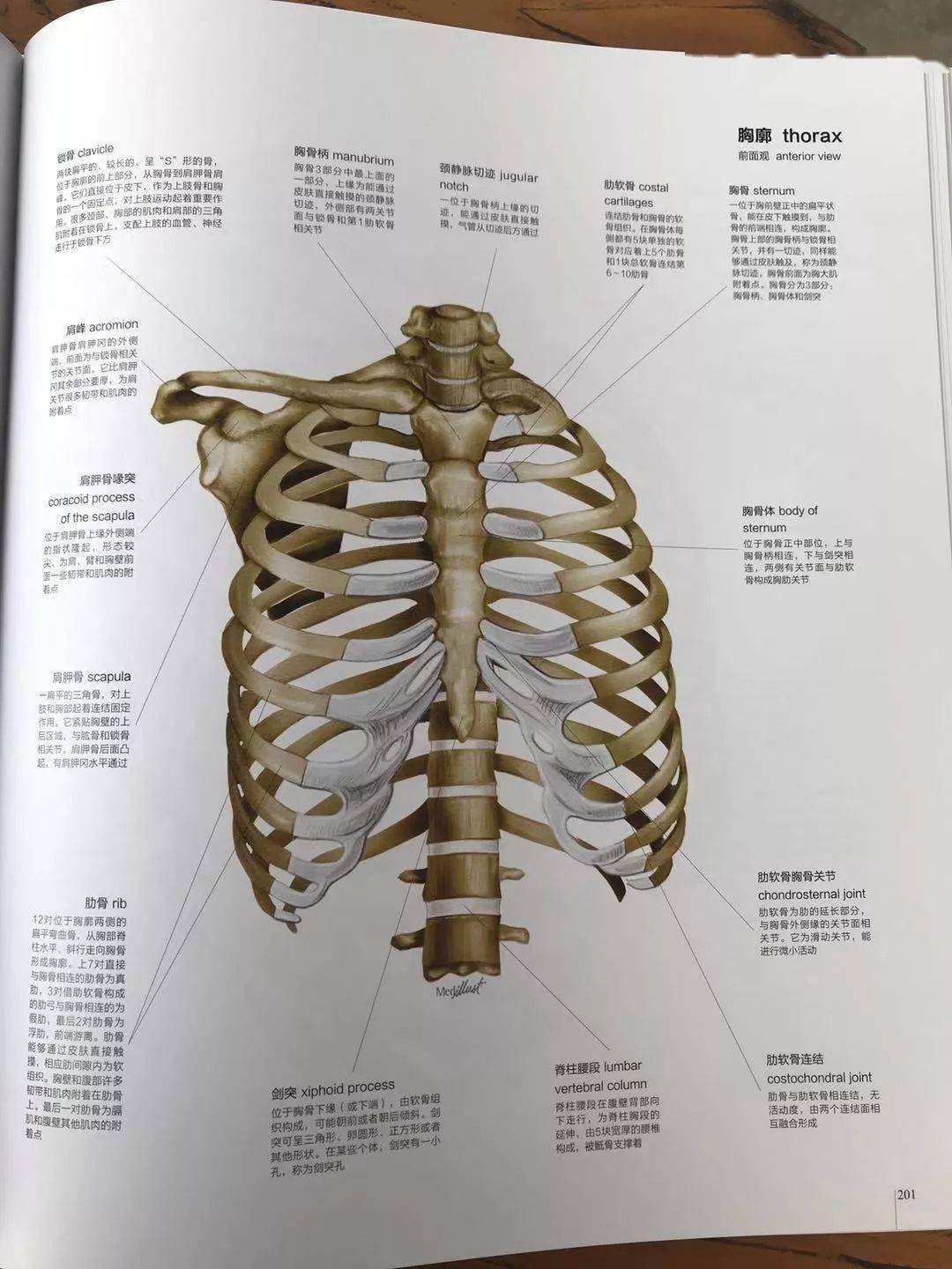 人体图谱解剖学组织学病理学