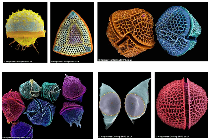 船形硅藻微生物图片图片