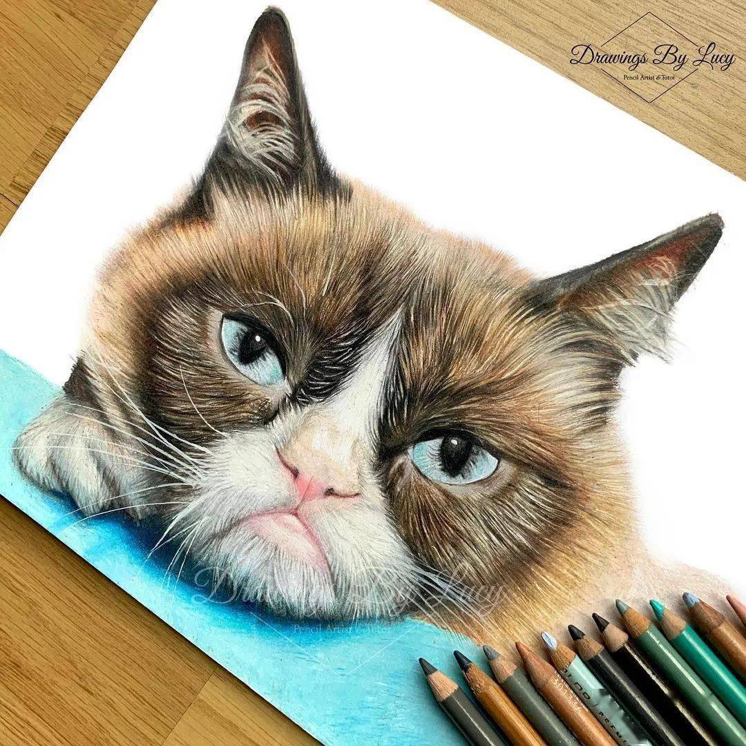 猫咪与狗狗彩铅手绘合集