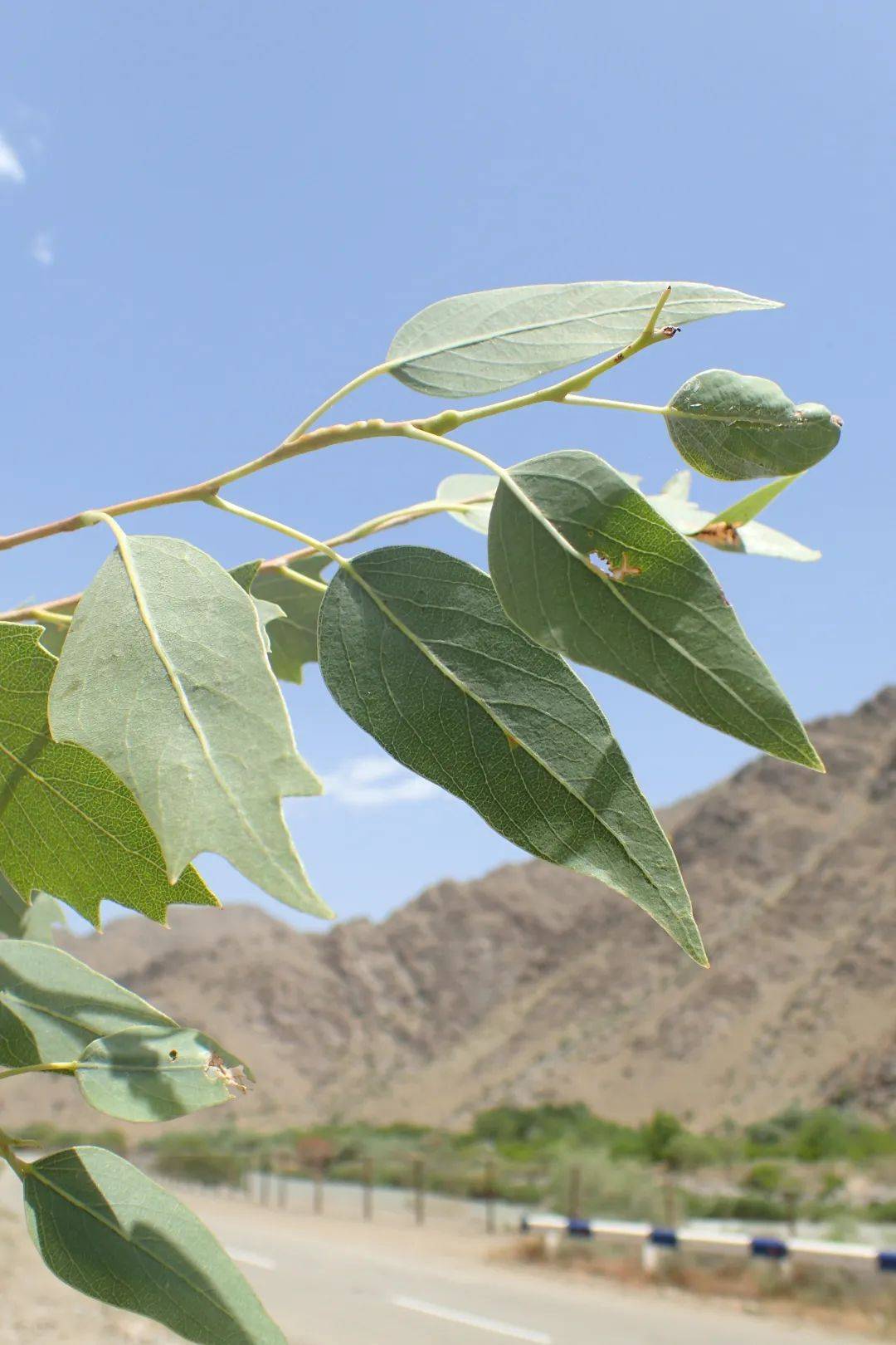 今年我收到最棒的礼物,是万物生长的钥匙_胡杨林