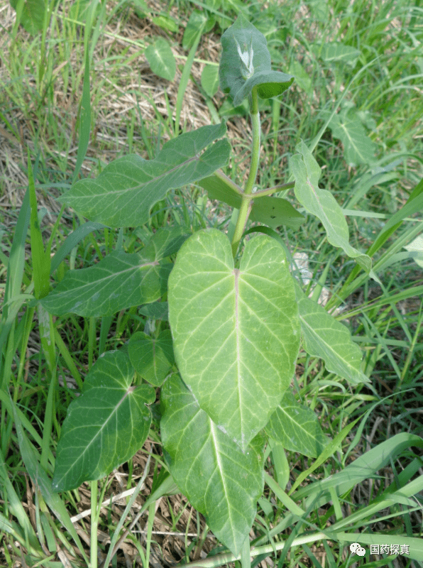 【性状】性状鉴别,草质藤本.卷曲成团.根细长,直径2-3mm,浅黄棕色.
