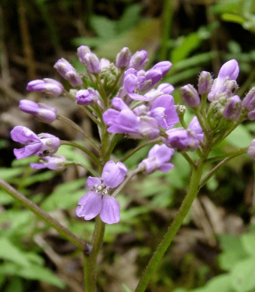 每日一花碎米荠花小花梗纤细较常见