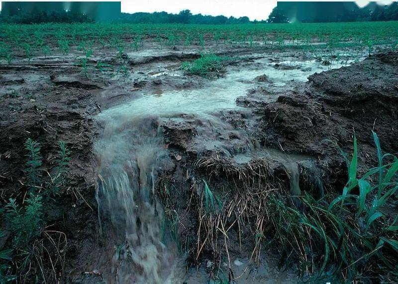 土壤,地球的第一杯奶茶