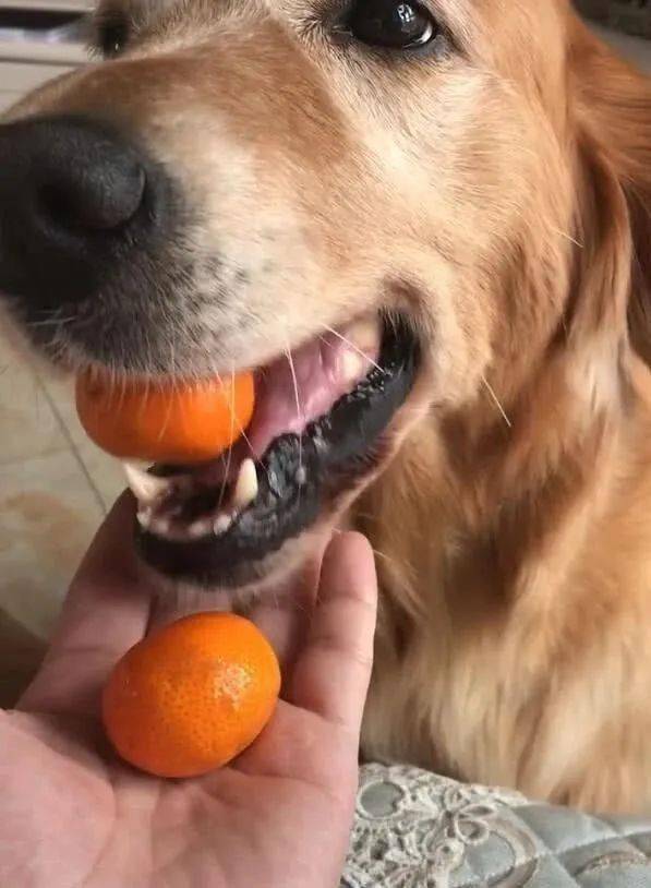 金毛把橘子藏在嘴里被命令吐出来吐出的个数让人笑喷