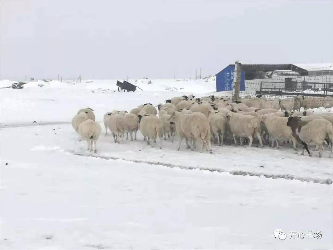 内蒙古多地发生雪灾直接经济损失逾1700万牛羊死无数