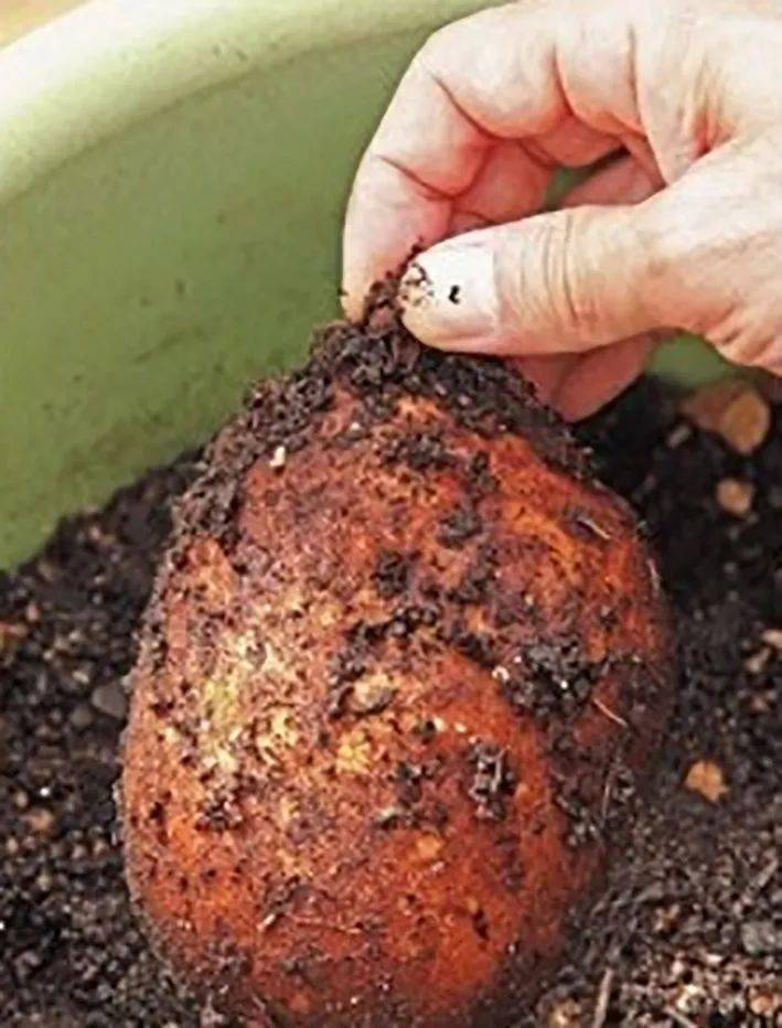 若非看到山药的块状根差点误会它是一盆绿箩它们还真像