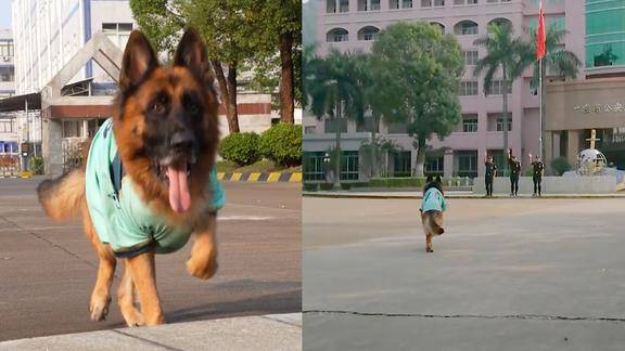 网红狗糯米现身警犬基地各项考核轻松完成得知其身份网友炸锅