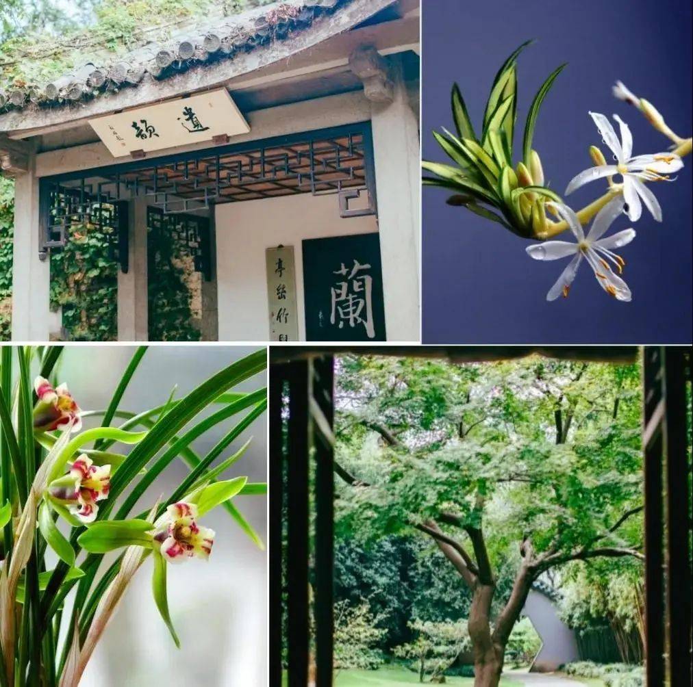 冬日到兰苑赏兰,可好?_手机搜狐网