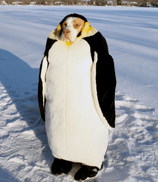 2020最红萌宠top5网友调侃又是月薪不如狗的一天