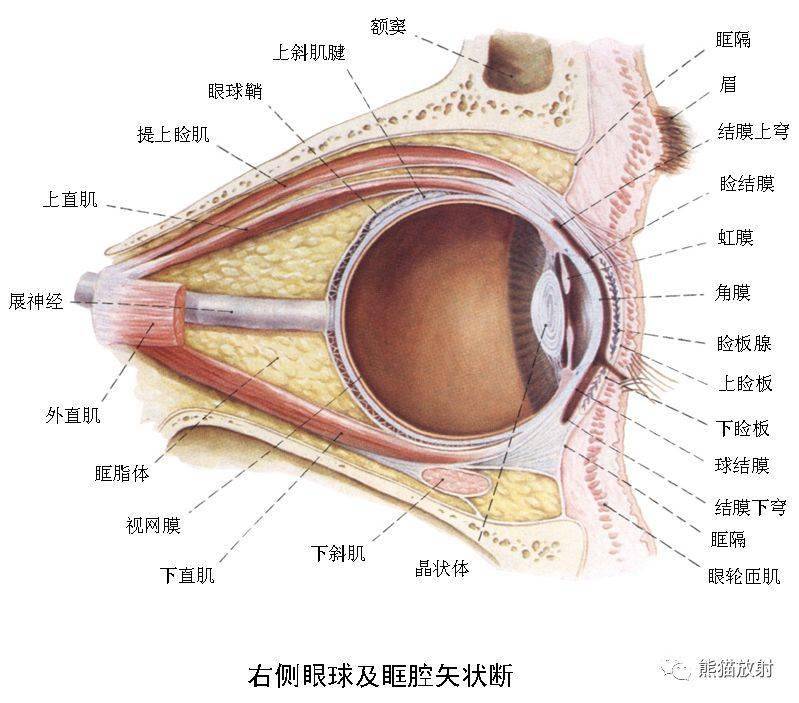 颅面颈部颅面骨眼眶腮腺等详细解剖图谱