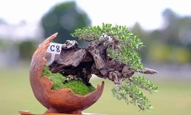 这些越南盆景, "一盆胜比一林春",个个造型精美如画