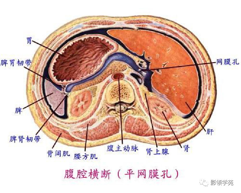 最全人體解剖學圖譜