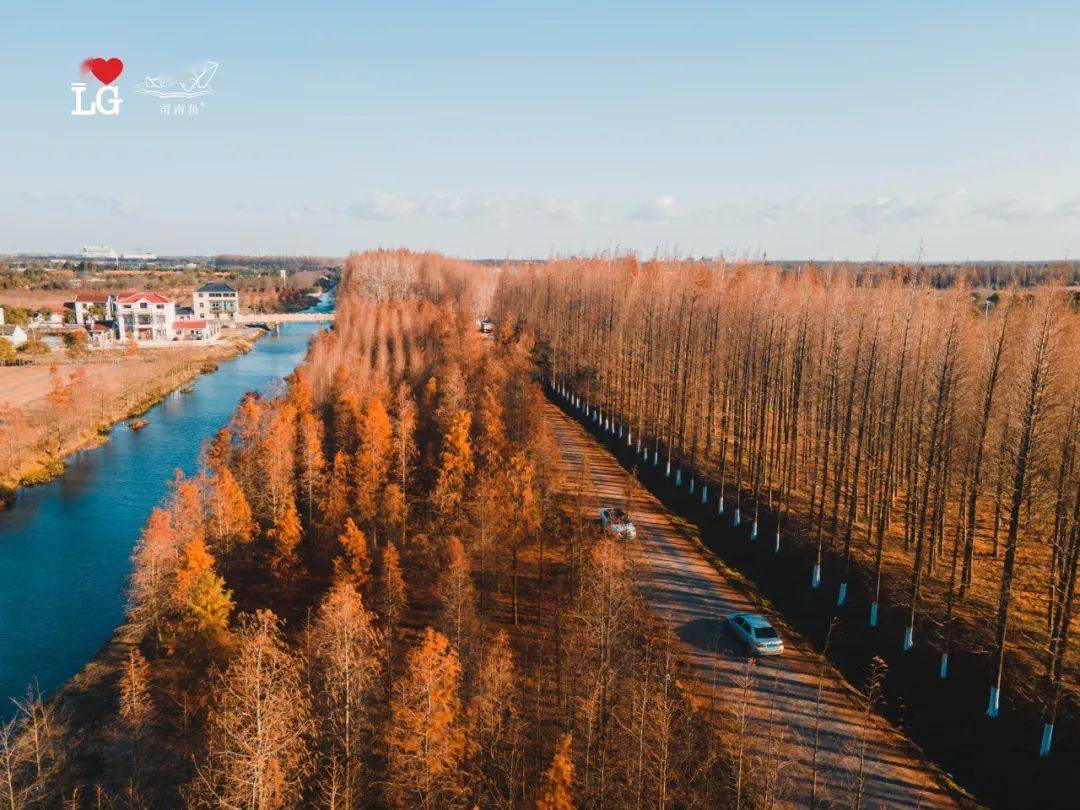 临港新片区最美塘下公路!大风过后落叶一地 美轮美奂