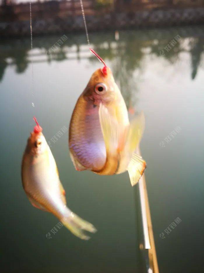 只要有漂动,提竿十有八九就中鱼,原因可能是大叔调两目钓三四目,调低