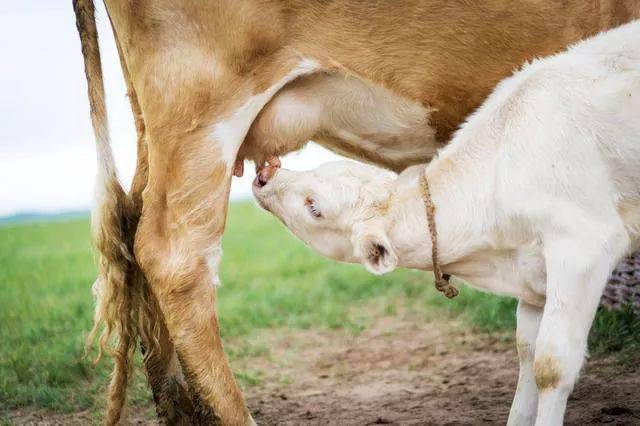 【蒙古歌曲】昂哈巴雅尔《海骝马》一首欢快的蒙古马赞歌